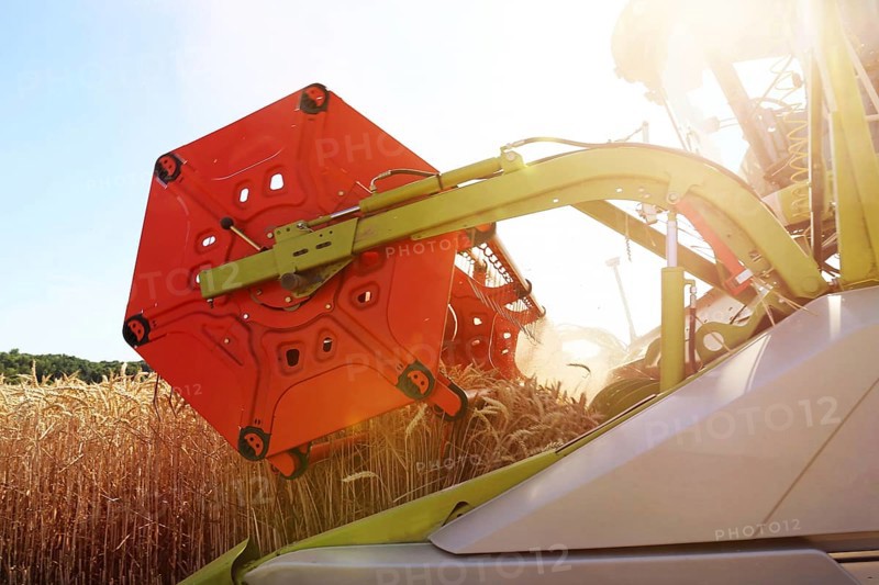 Harvesting grain with a combine harvester in a field near Ludwigshafen