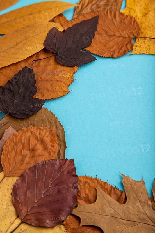 Composition with yellow and brown autumn leaves on blue pastel background. side view, still life, copy space