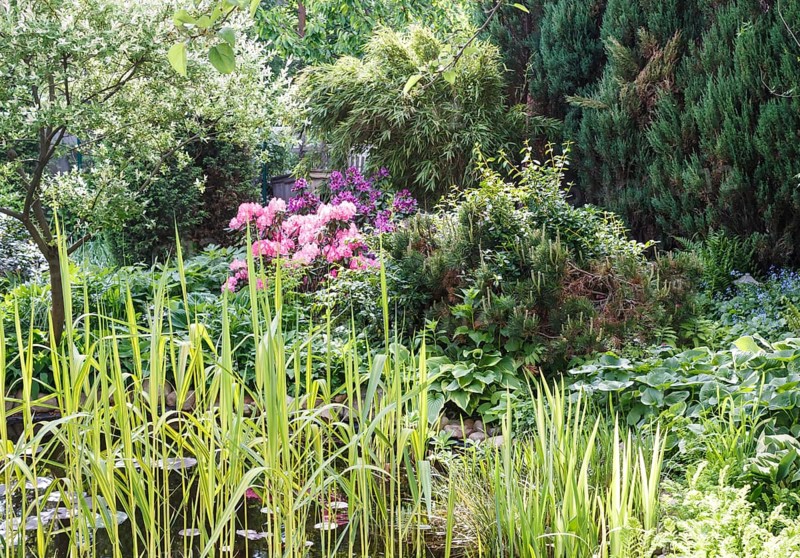 Decorative trees. shrubs and flowers in the garden: spruce, arborvitae, pine, fir, juniper. water plants. Beautiful landscape design
