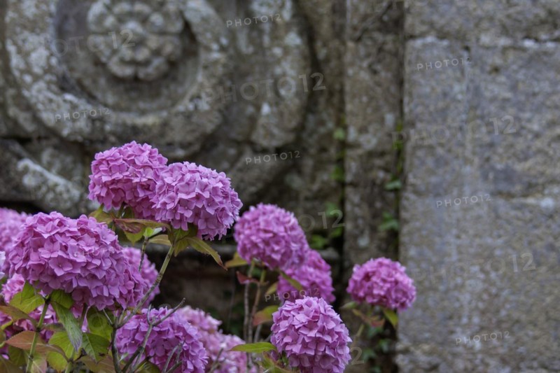 Pink hydrangea in front of a historic building, Abbaye de Beauport, Brittany, France, Europe