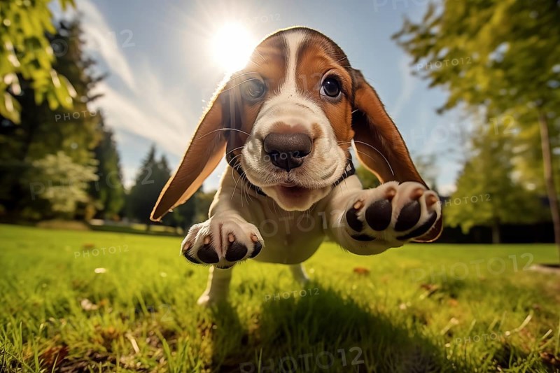 A close-up shot of a playful Basset Hound puppy with floppy ears, running, jumping, and exploring the outdoors, AI generated