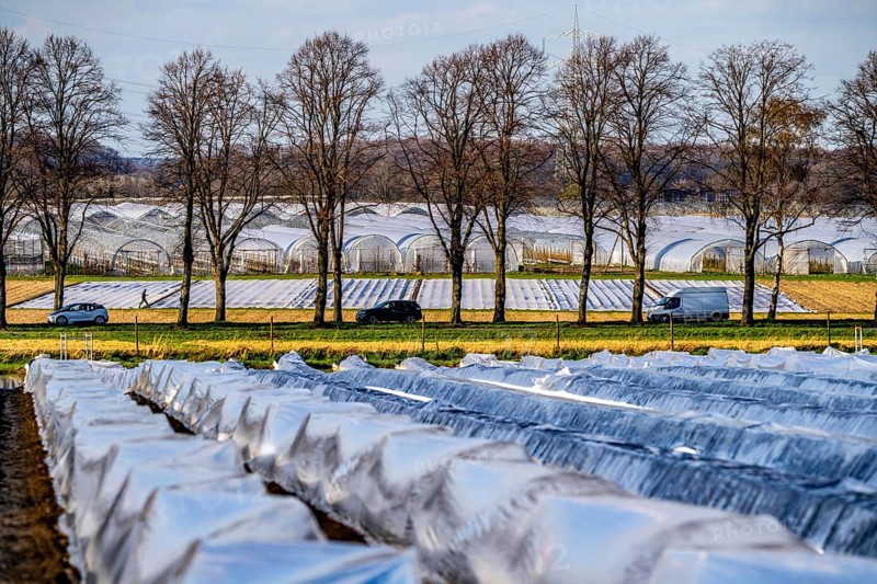 Asparagus fields, asparagus stems under foil, for faster growth, in the background foil greenhouses for strawberries, near Kirchhellen, district of Bottrop, North Rhine-Westphalia, Germany, Europe