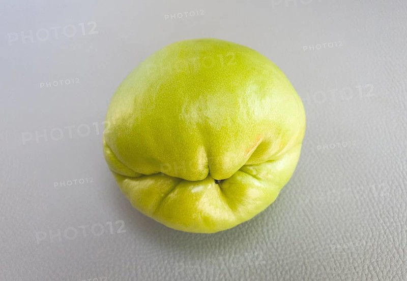 Close-up of a single green chuchu on a grey background, chayote, vegetables, Algarve, Portugal, Europe
