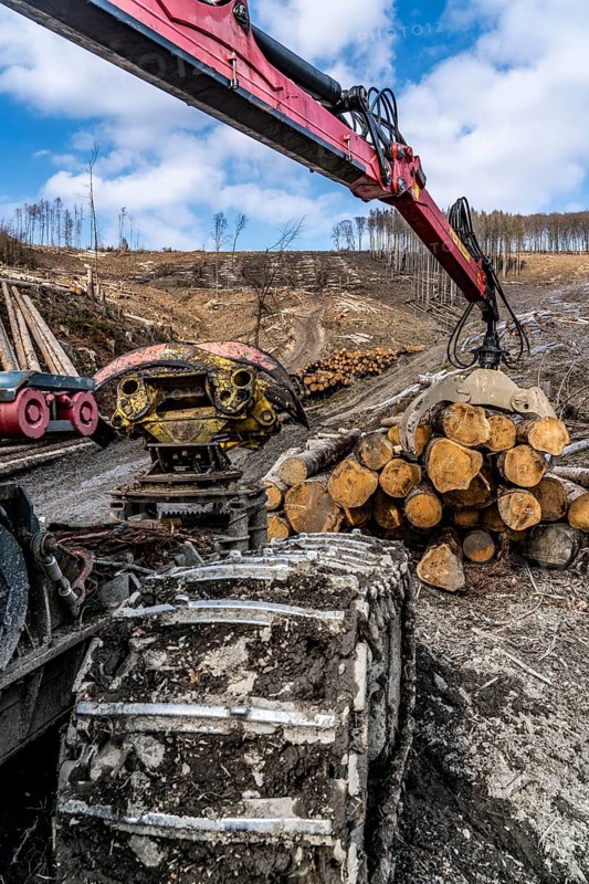 Cleared forest area north of the village of Öventrop, district of Arnsberg, dead spruce stands were felled, dead trees due to bark beetle infestation, Arnsberg Forest, North Rhine-Westphalia, Germany, Europe