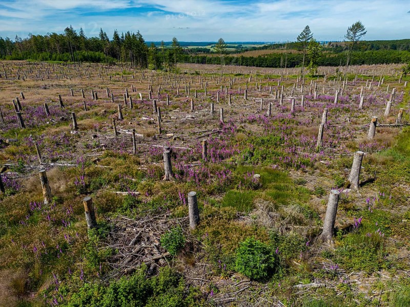 Cleared forest in the Eggegebirge, near Lichtenau, Paderborn district, site of a spruce forest that had died due to heavy bark beetle infestation and was felled, the tree stumps are intended to provide protection and nutrients for new, planted trees, North Rhine-Westphalia, Germany, Europe