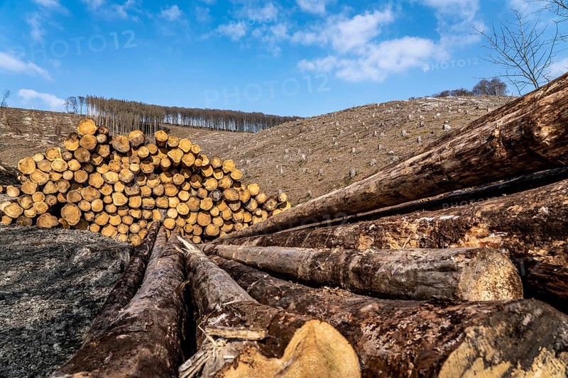 Cleared forest area north of the village of Öventrop, district of Arnsberg, dead spruce stands were felled, dead trees due to bark beetle infestation, Arnsberg Forest, North Rhine-Westphalia, Germany, Europe