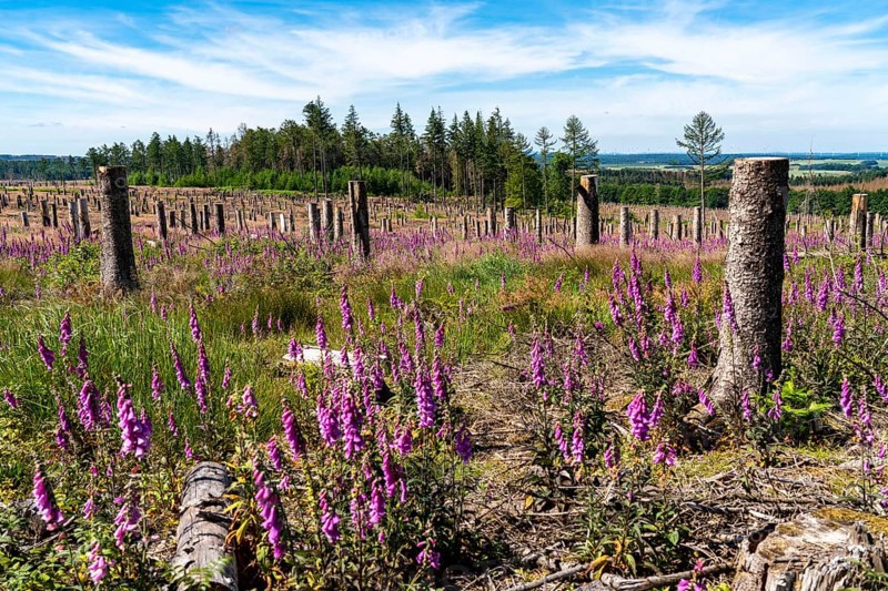 Cleared forest in the Eggegebirge, near Lichtenau, Paderborn district, site of a spruce forest that had died due to heavy bark beetle infestation and was felled, the tree stumps are intended to provide protection and nutrients for new, planted trees, Common foxglove growing, North Rhine-Westphalia, Germany, Europe
