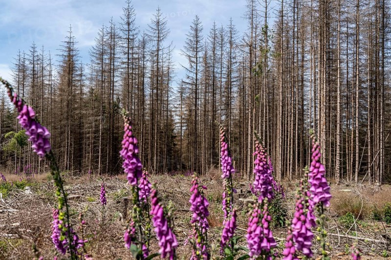 Cleared forest in the Eggegebirge, near Lichtenau, Paderborn district, site of a spruce forest that had died due to heavy bark beetle infestation and was felled, in the background there are still dead spruce trees, Common foxglove growing, North Rhine-Westphalia, Germany, Europe