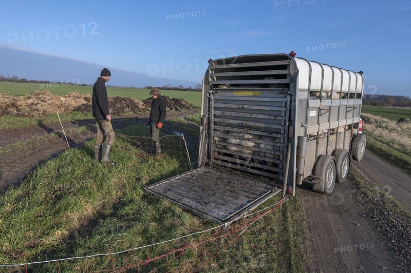 Shepherd on a fully loaded double-decker cattle trailer, Mecklenburg-Western Pomerania, Germany, Europe