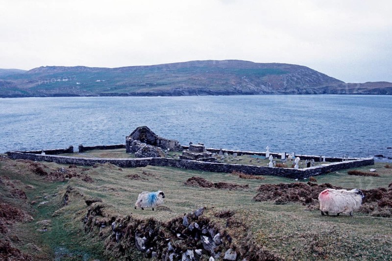 Church ruins, cemetery, sheep, Dursey Island, Beara Peninsula, County Cork, Republic of Ireland, April 1996, vintage, retro, old, historic