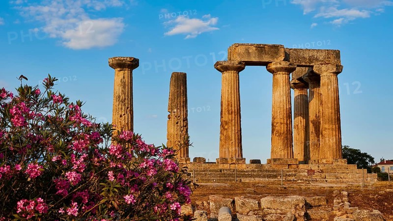 Archaic Temple of Apollo, Doric columns, The remains of an ancient Greek temple surrounded by flowering plants, Archaeological site, Archea Korinthos, Corinth, Peloponnese, Greece, Europe