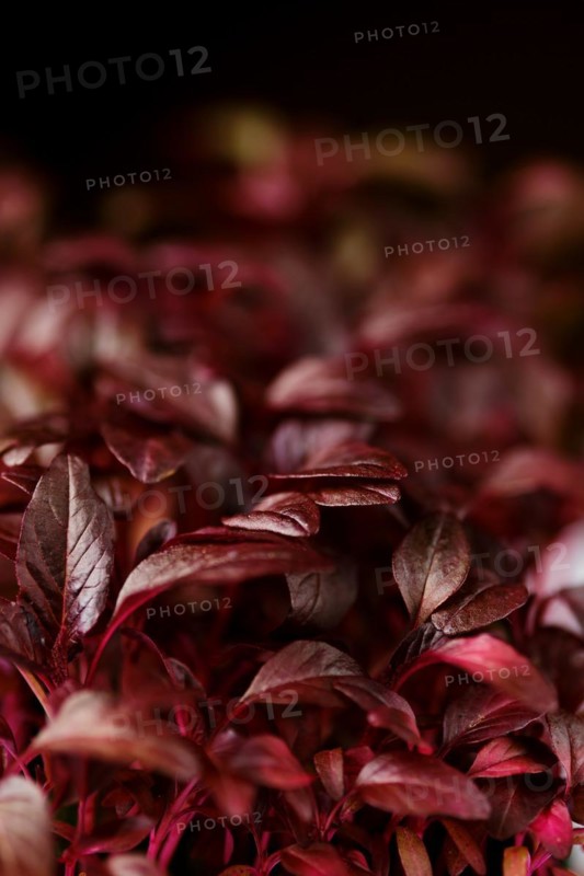 Closeup view of leaves of sprouted amaranth seeds, photo with shallow depth of field