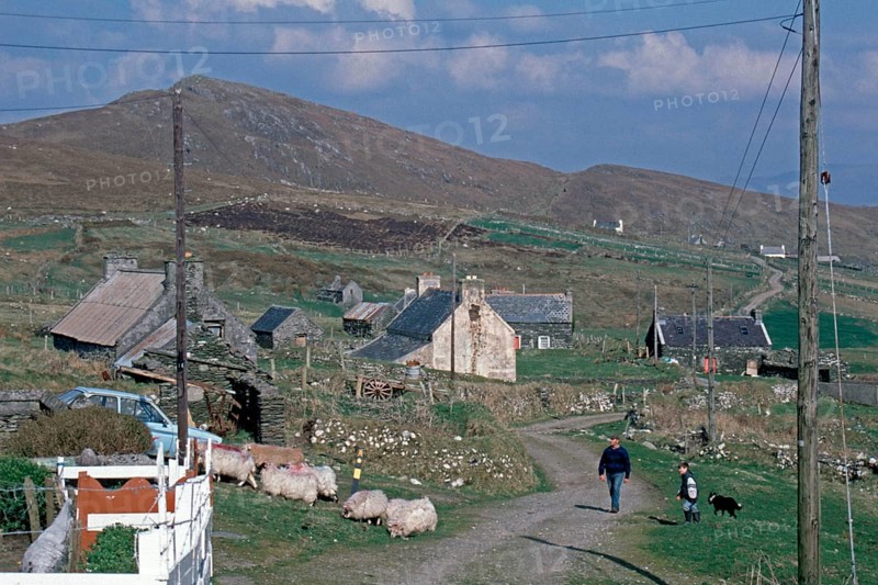 Sheep, farmer, child, people, road, houses, Dursey Island, Beara Peninsula, County Cork, Republic of Ireland, April 1996, vintage, retro, old, historic