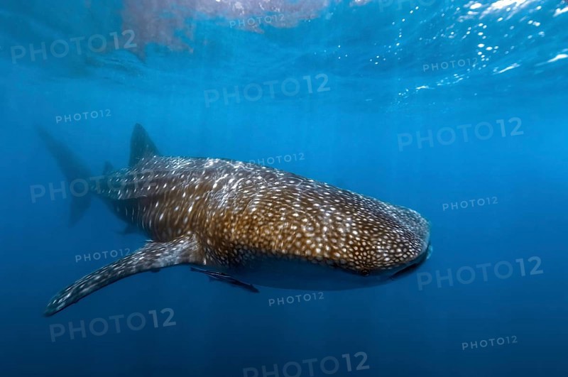 Whale shark (Rhincodon typus) swims close to the sea surface Water surface Waves, Pacific, Indo-Pacific, Philippine Sea, Philippines, Asia