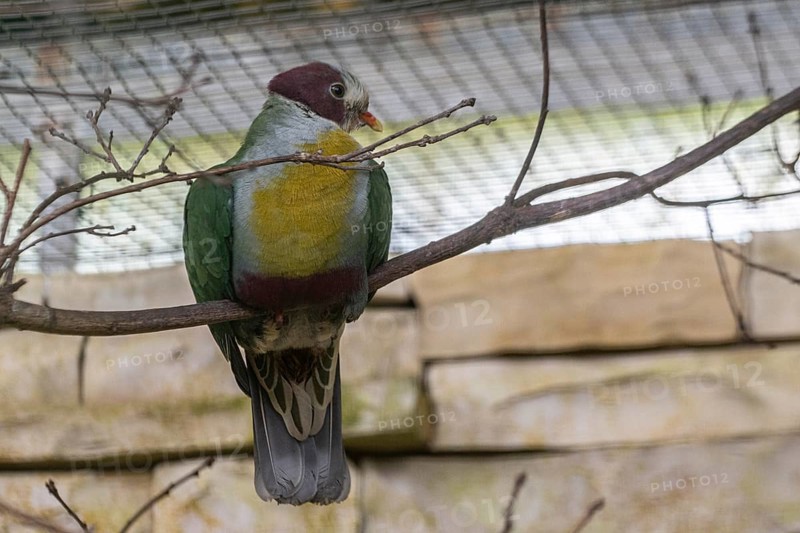 Yellow-breasted Fruit Dove (Ptilinopus occipitalis), Walsrode Bird Park, Lower Saxony, Germany, Europe
