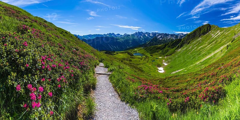 Alpine rose blossom, panorama from the Fellhorn over the Schlappoldsee and mountain station of the Fellhornbahn to the central main ridge of the Allgäu Alps, Allgäu, Bavaria, Germany, Europe