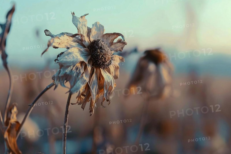 Close up of withered dry flower. KI generiert, generiert, AI generated