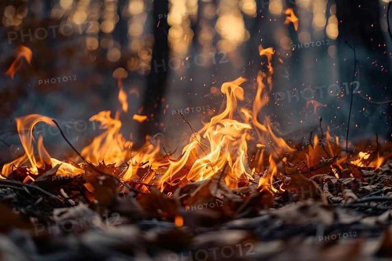 Fire burning in forest, AI generated