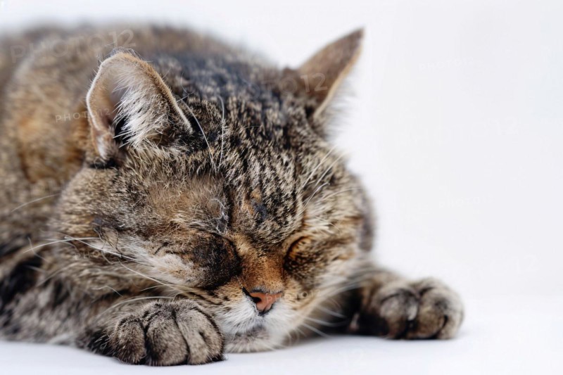 Old tired cat sleeping in front of white background. KI generiert, generiert, AI generated