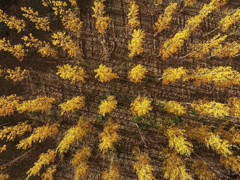 European Aspen (Populus tremula) in autumnal colours. Cultivated for timber. Aerial view. Drone shot. Granada province, Andalusia, Spain, Europe