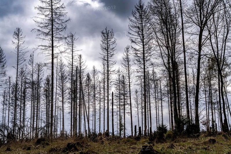 Dead spruce trees, broken by wind, lying in disarray, forest dieback in the Arnsberg Forest nature park Park, over 70 per cent of the spruce trees are diseased, damaged, mostly by the bark beetle, which was able to spread due to drought and heat, climate change, near Hirschberg, North Rhine-Westphalia, Germany, Europe