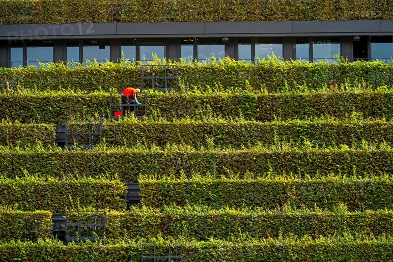 Green façade, made of over 30, 000 hornbeams forming a hedge a good 8 kilometres long, on the roof and façade of the Kö-Bogen-2 building, technician, gardener working on the façade, largest green façade in Europe, Düsseldorf North Rhine-Westphalia, Germany, Europe