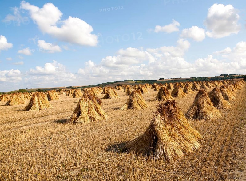 Wheat stooks harvested for thatching standing drying in a field after harvesting, Marden, Wiltshire, England, United Kingdom, Europe