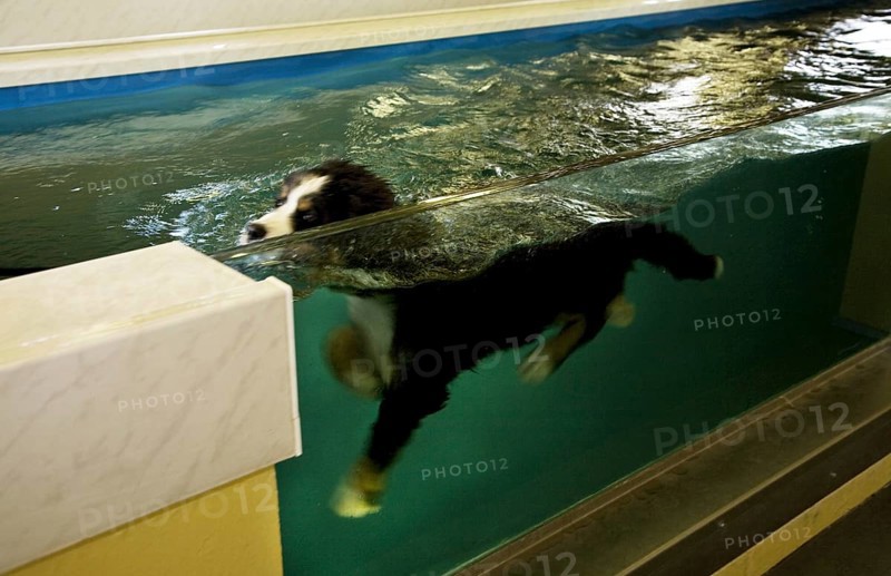Rehabilitation of Bernese mountain dog in swimming in water practicing canine hydrotherapy after injury