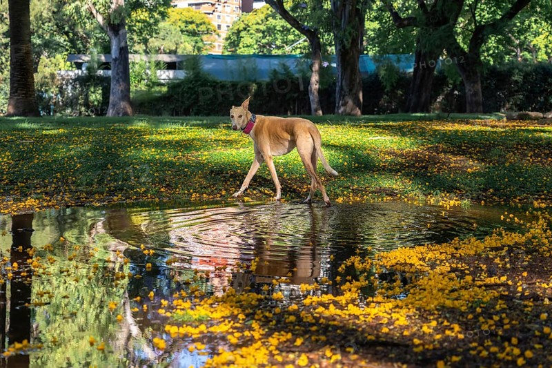 Beautiful light brown greyhound walking in the park after the rain. Colorful and warm scene