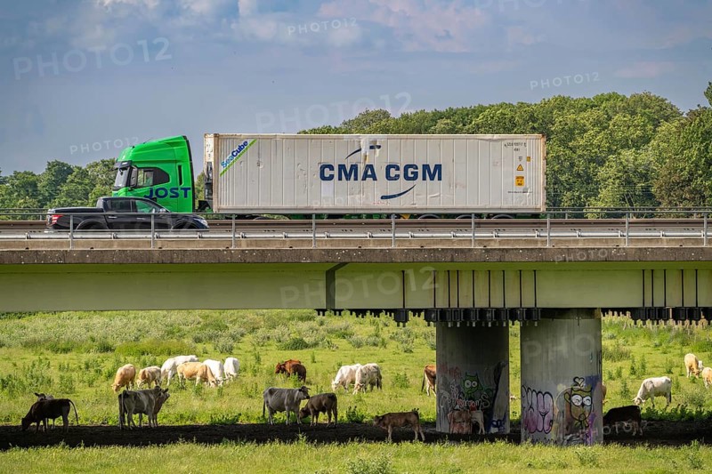 Container lorry on the A40 motorway, bridge over the Ruhr and Styrumer Ruhrauen, herd of cattle, dairy cows grazing, Mülheim an der Ruhr, North Rhine-Westphalia, Germany, Europe