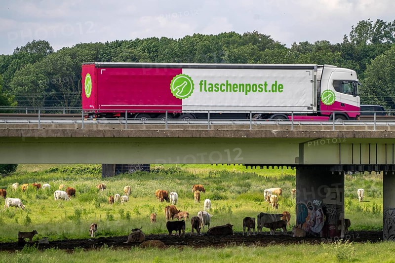 Lorry on the A40 motorway, bridge over the Ruhr and Styrumer Ruhrauen, herd of cattle, dairy cows grazing, Mülheim an der Ruhr, North Rhine-Westphalia, Germany, Europe