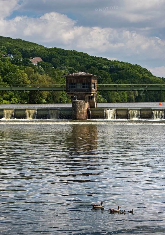 Nile goose family (Alopochen aegyptiaca) at the weir of the Stiftsmühle run-of-river power station, Herdecke, North Rhine-Westphalia, Germany, Europe