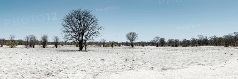 Bizarre landscape in a salt pan, drought, heat, global warming, tree, dead, drought, desert, climate change, climate in the Khwai river area of the Moremi National Park in Botswana