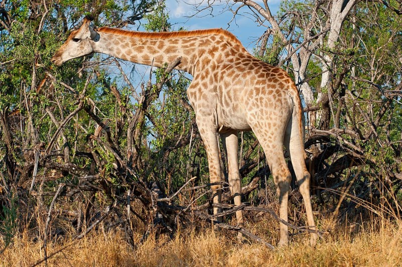 Portrait of a southern giraffe (Giraffa giraffa), free-living, wilderness, safari, travel, animal portrait, in Moremi National Park in Botswana