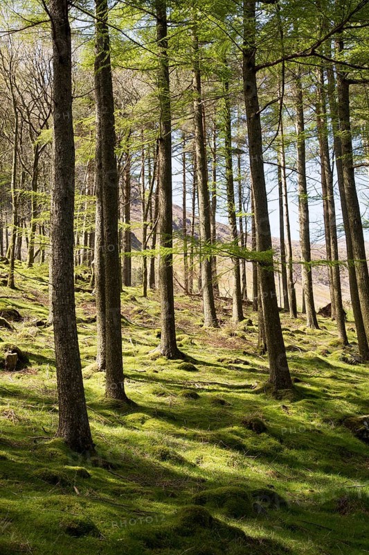 Woodland landscape tree trunks on the banks of Lake Buttermere, Cumbria, England, UK