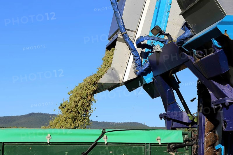Grape grape harvest with full harvester in the district of Bad Dürkheim, Rhineland-Palatinate