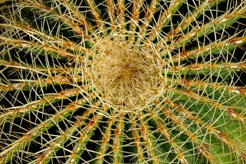 Golden barrel cactus (Echinocactus grusonii), Cala de Sant Vicenc, near Pollença, Majorca, Balearic Islands, Spain, Europe