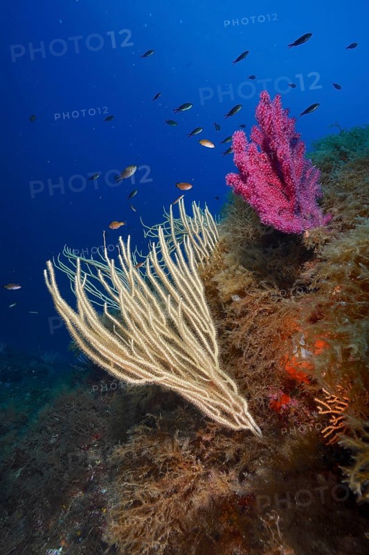 White gorgonian (Eunicella singularis) and violescent sea-whip (Paramuricea clavata), dive site peninsula Giens near Hyères, Mediterranean Sea, Côte d'Azur, France, Europe