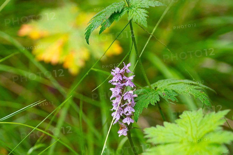 Moorland spotted orchid (Dactylorhiza maculata), close-up, nature, landscape, Tynset, Innlandet, Norway, Europe