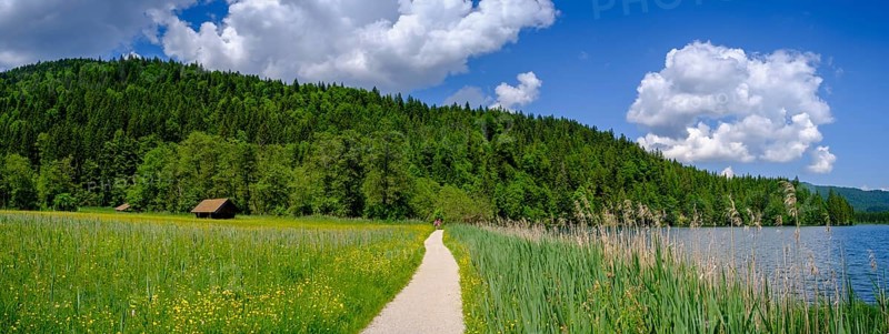 Hiking trail at Barmsee, reed zone, Krün, Werdenfelser Land, Upper Bavaria, Bavaria, Germany, Europe