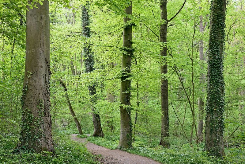 Forest path leads through a deciduous forest with flowering ramson (Allium ursinum), North Rhine-Westphalia, Germany, Europe