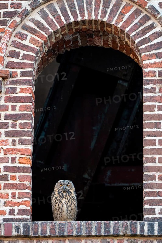 Eurasian eagle-owl (Bubo bubo), fledgling, in an old window of the Malakow tower, industrial wasteland, Ewald colliery, Herten, Ruhr area, North Rhine-Westphalia, Germany, Europe