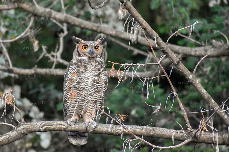 Adult free-ranging Virginia eagle owl (Bubo virginianus) in the Bosques de Palermo park in the city of Buenos Aires, Argentina, South America