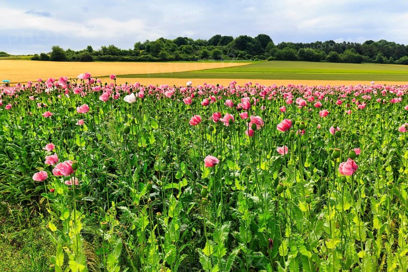 Opium poppy (Papaver somniferum), cultivation of edible poppy, poppy field, pink flowers and seed capsules, Germerode, Meißner, Geo-nature park Park Frau-Holle-Land, Hesse, Germany, Europe