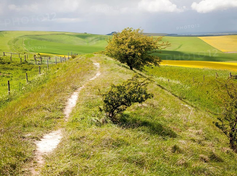 Ditch and embankment of the Wansdyke a Saxon defensive structure on All Cannings chalk downs near Tan Hill, Wiltshire, England, United Kingdom, Europe