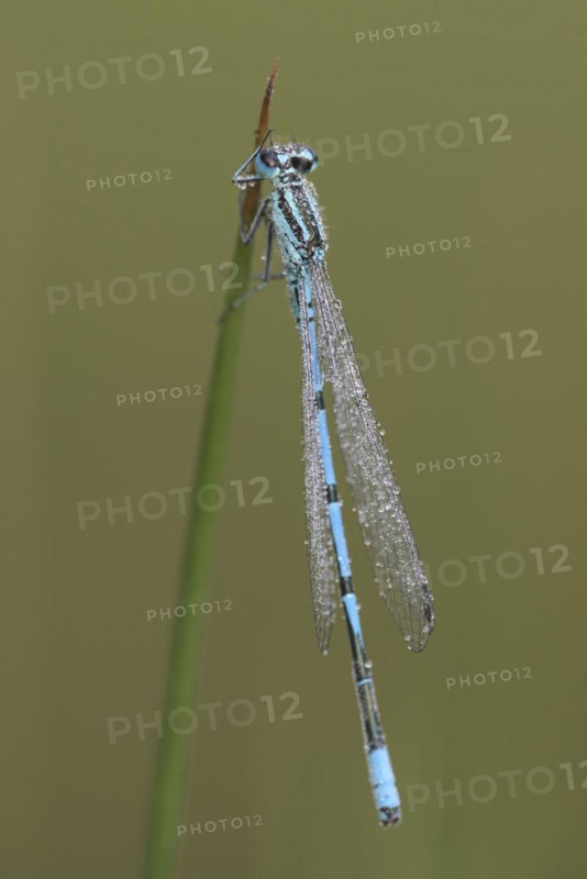 Azure damselfly (Coenagrion puella), with dewdrops, resting, morning, Bottrop, Ruhr area, North Rhine-Westphalia, Germany, Europe