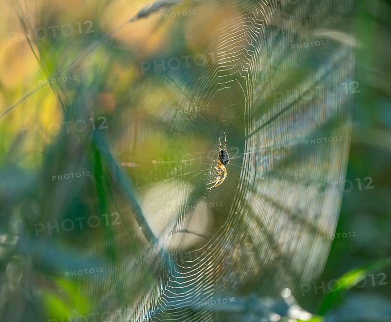 Cross spider (Araneus) sitting in a spider web, Lower Saxony, Germany, Europe