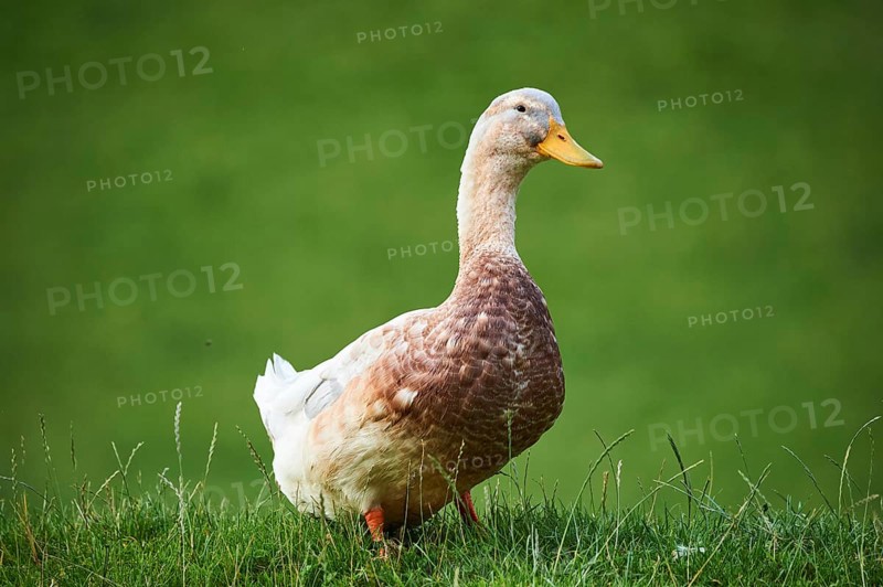 Domestic duck (Anas platyrhynchos domesticus), standing on a meadow, Wildpark Aurach Kitzbühel, Tirol, Austria, Europe