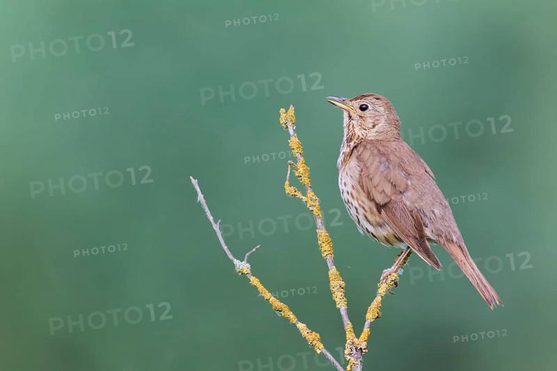 Song thrush (Turdus philomelos), Lower Saxony, Germany, Europe