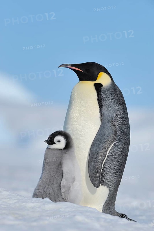 Emperor penguins, Aptenodytes forsteri, with a Chick, Snow Hill Island, Antartic Peninsula, Antarctica